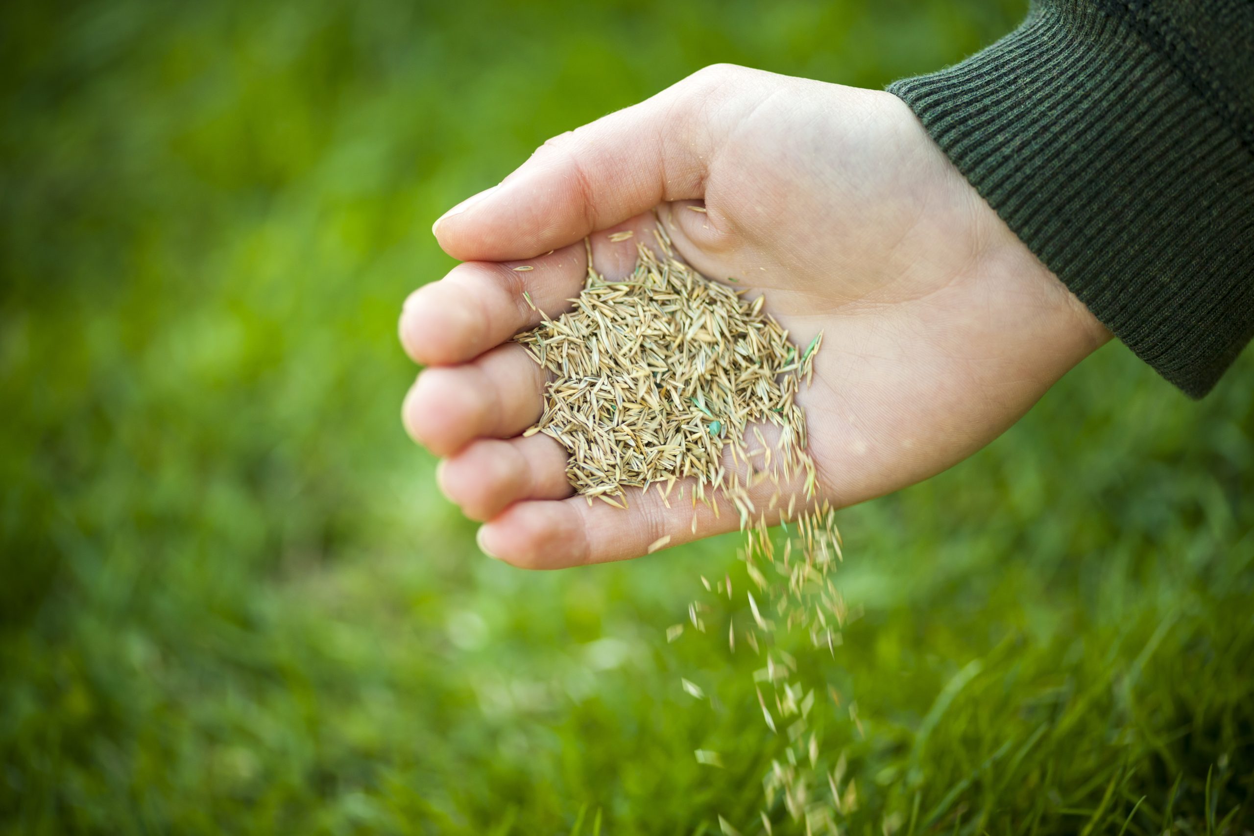 Hand planting grass seed for overseeding green lawn care